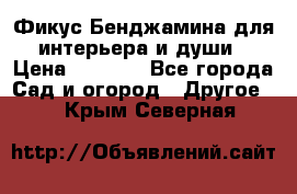 Фикус Бенджамина для интерьера и души › Цена ­ 2 900 - Все города Сад и огород » Другое   . Крым,Северная